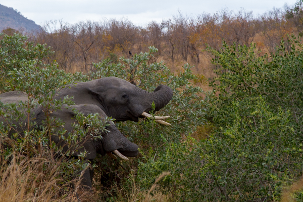 20120730   Sudafrica 0426